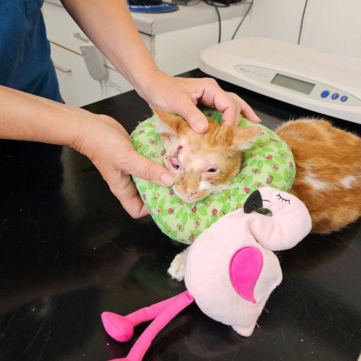 cat getting her eyes examined