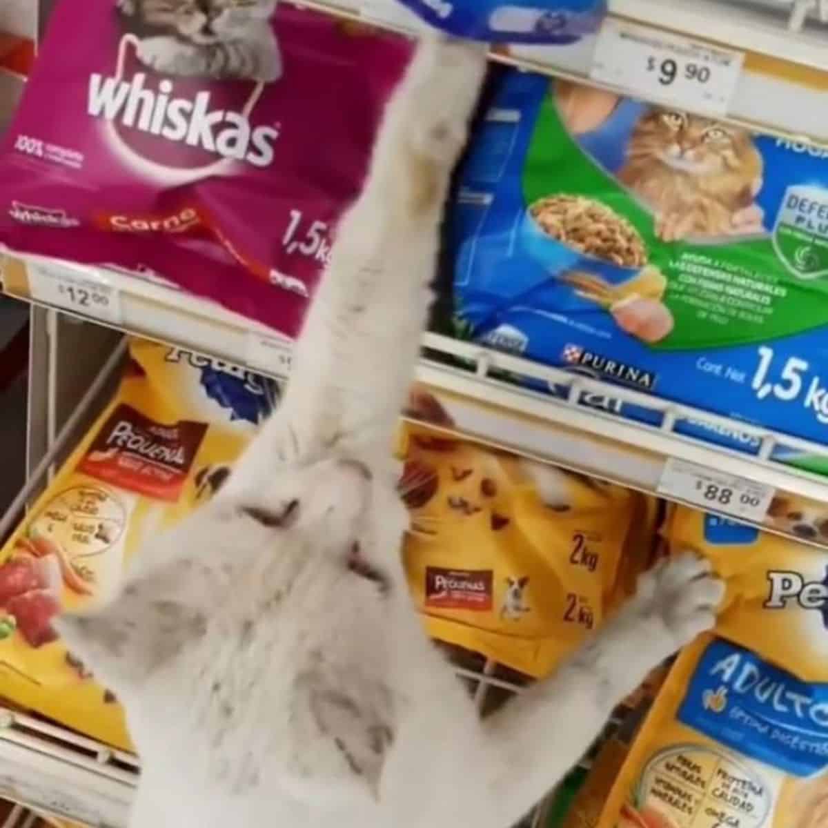 cat grabbing cat food