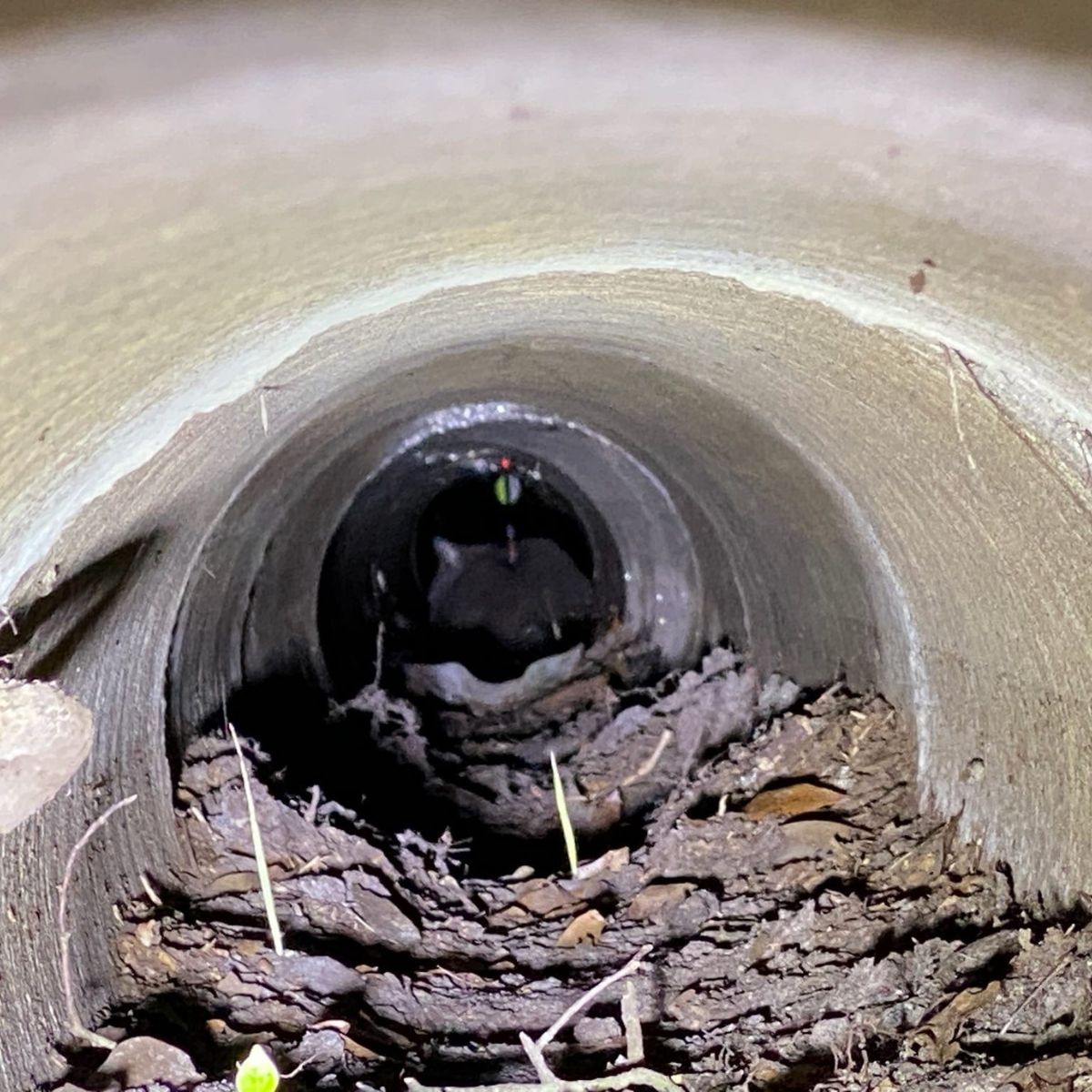 cat hiding in a pipe