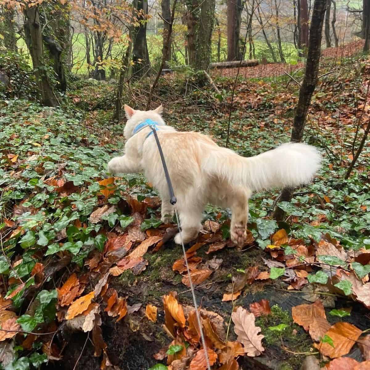 cat hiking in nature