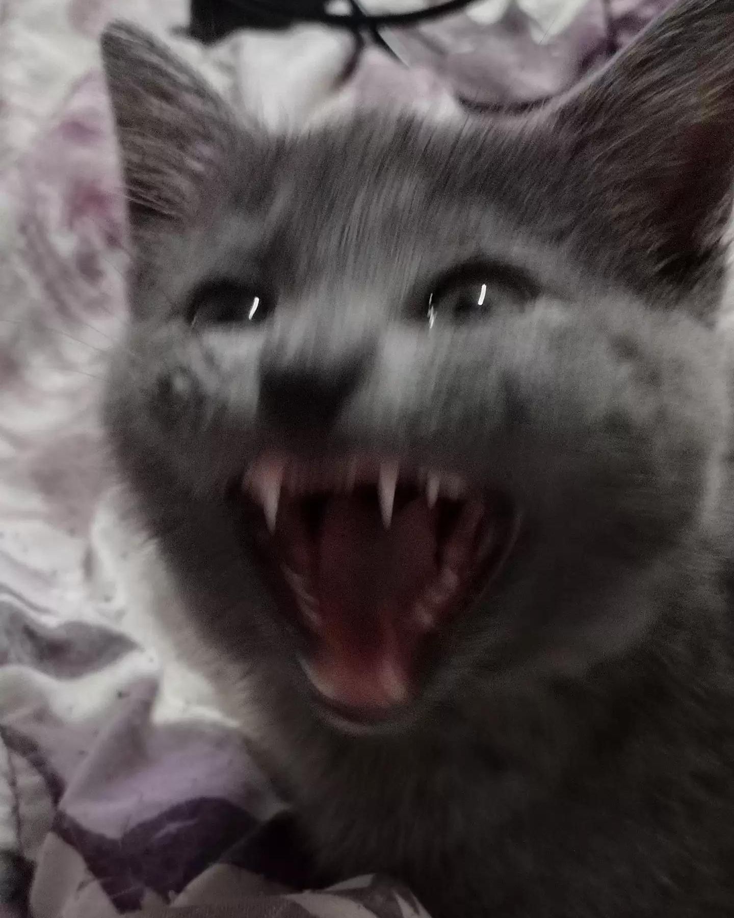 cat hissing