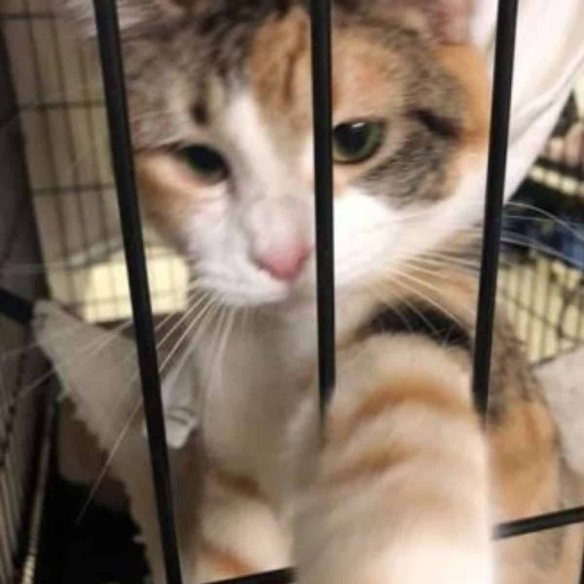 cat holding its paw through kennel bars