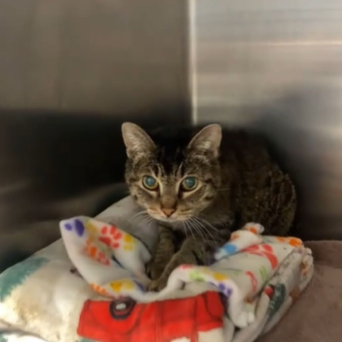 cat holding paws on blanket