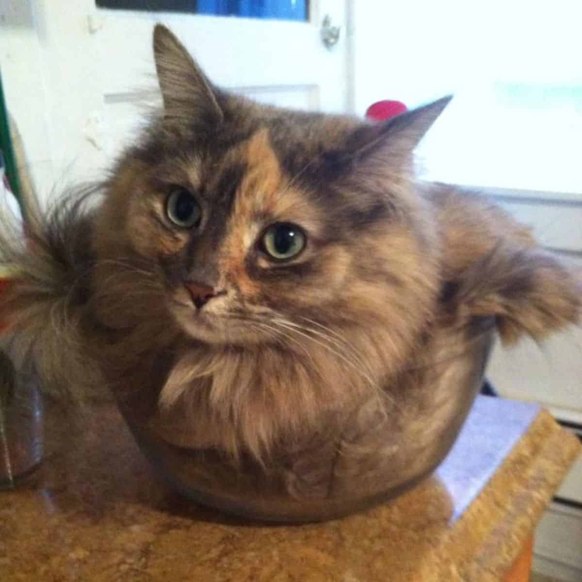 cat in a bowl