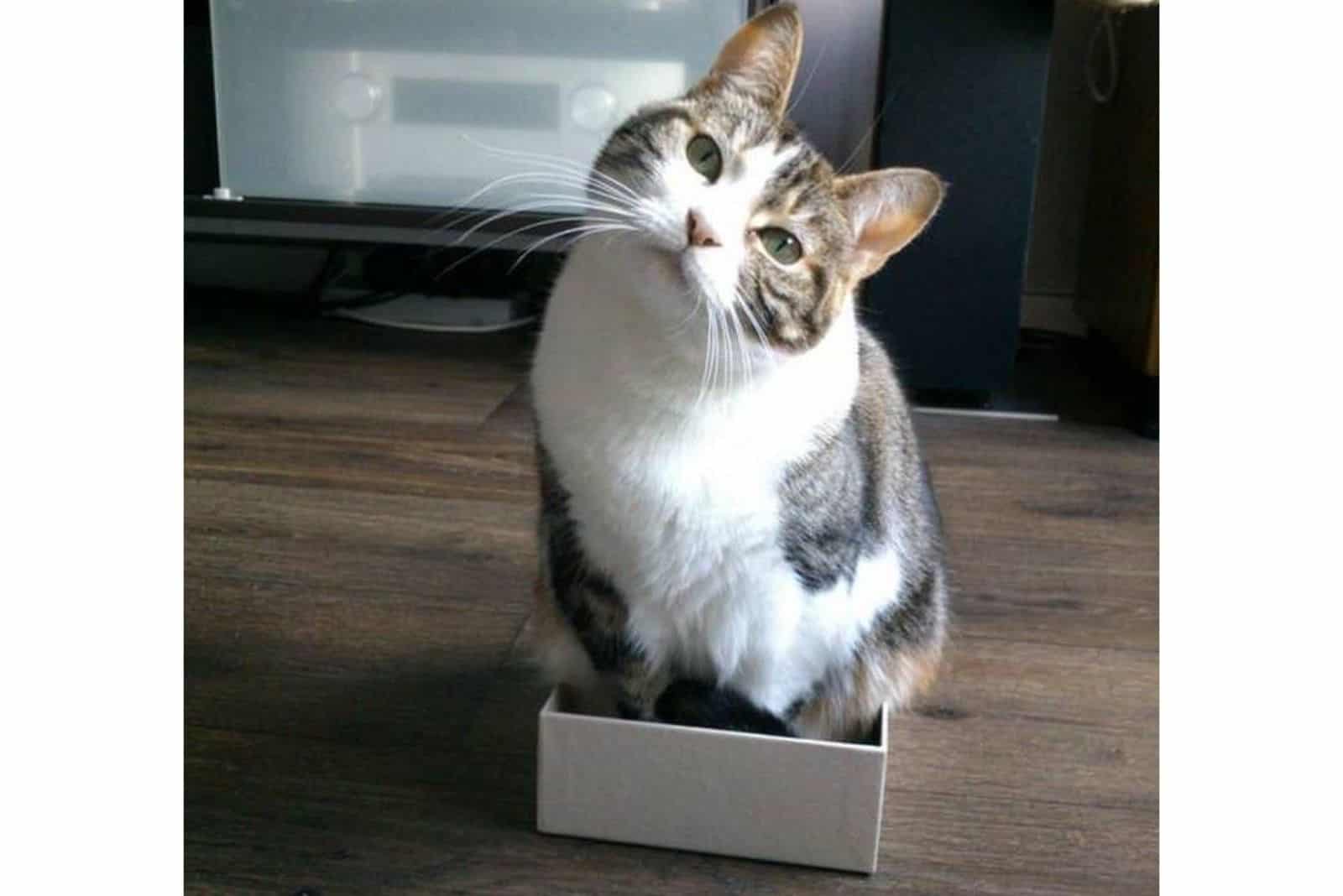 cat in a box on the kitchen floor