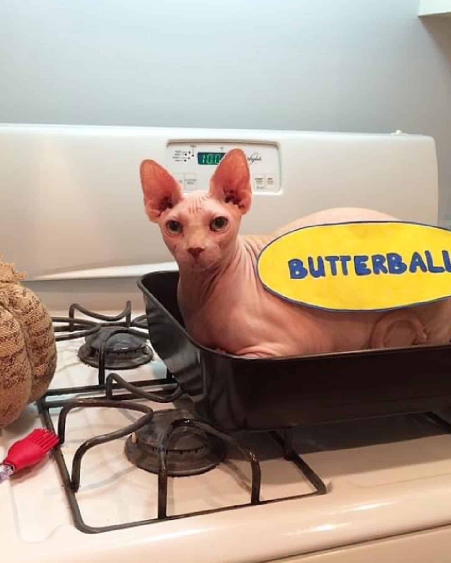 cat in a casserole on the stove