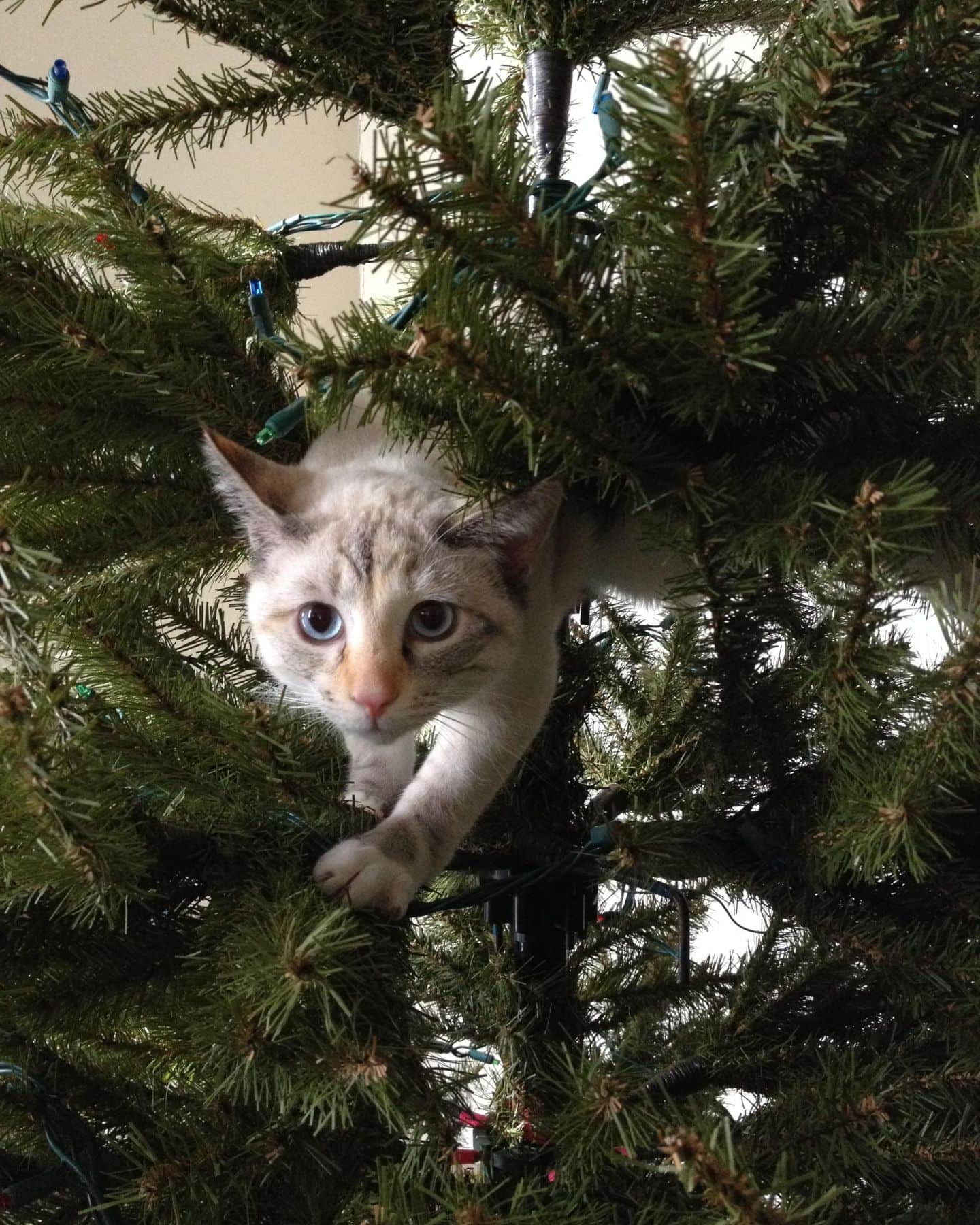 cat in a christmas tree