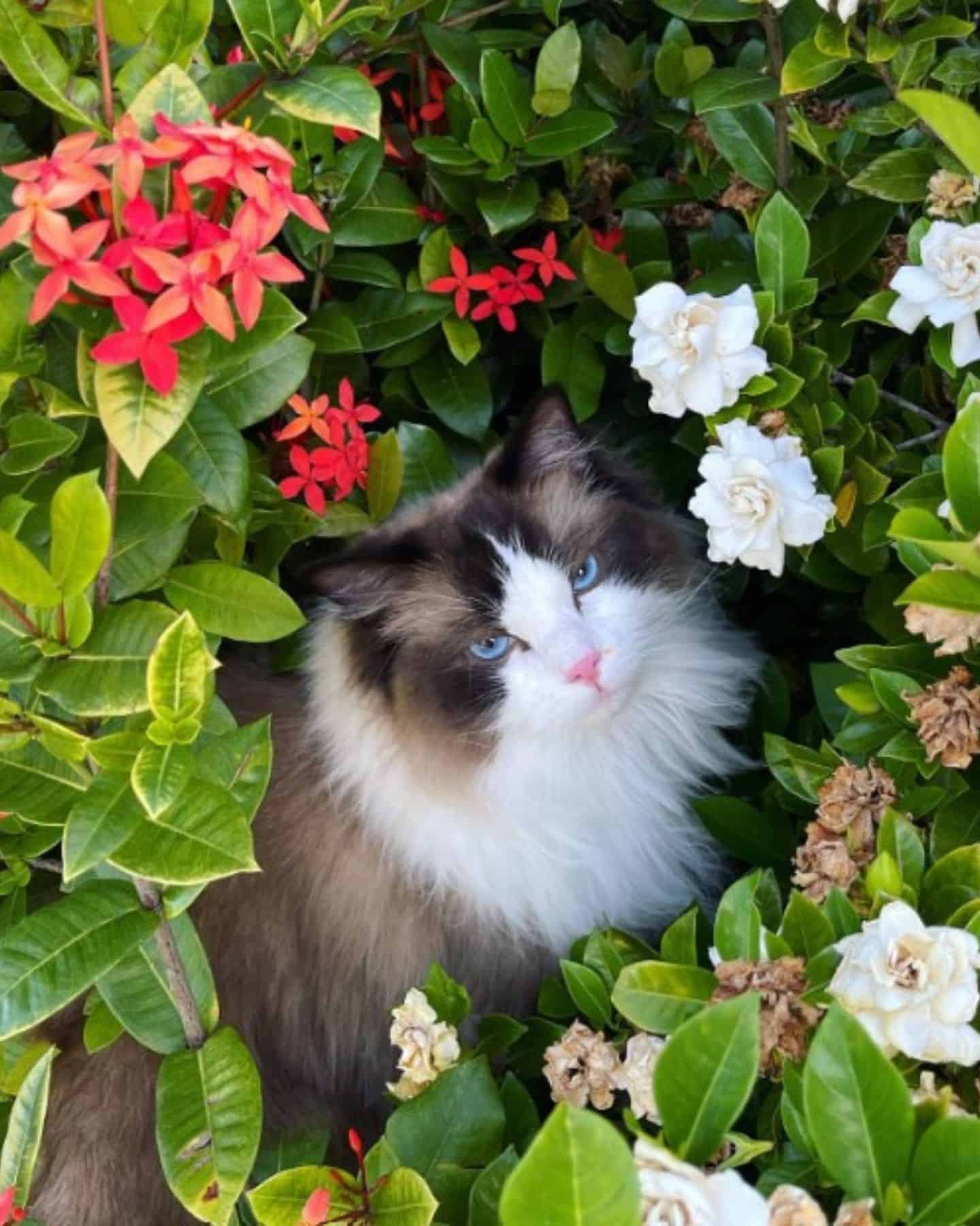 cat in a plants