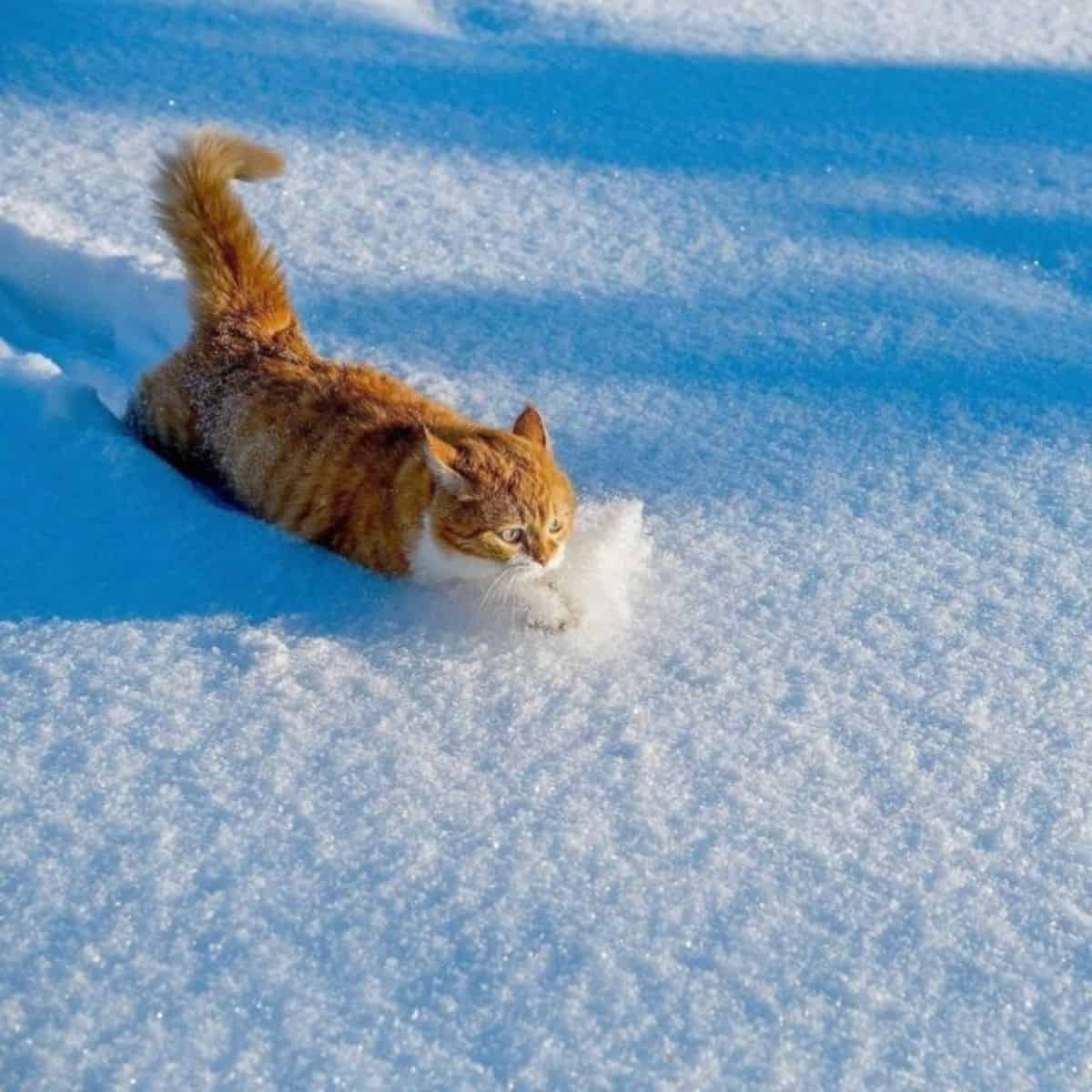 cat in a snow