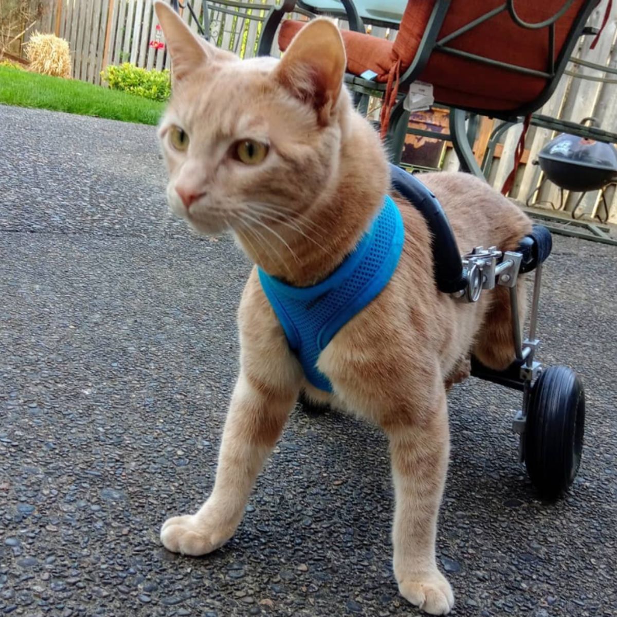 cat in a wheelchair