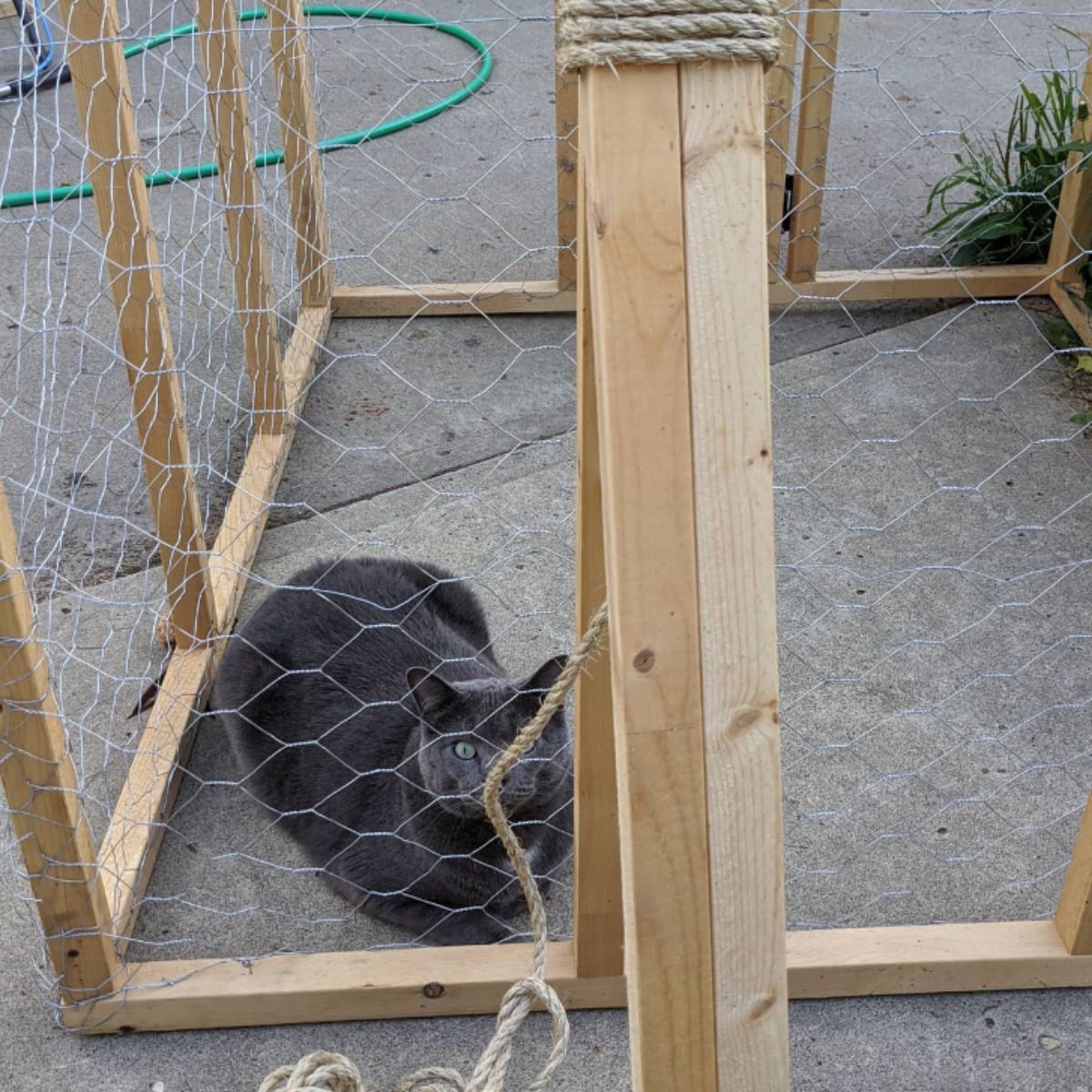 cat in a wired catio