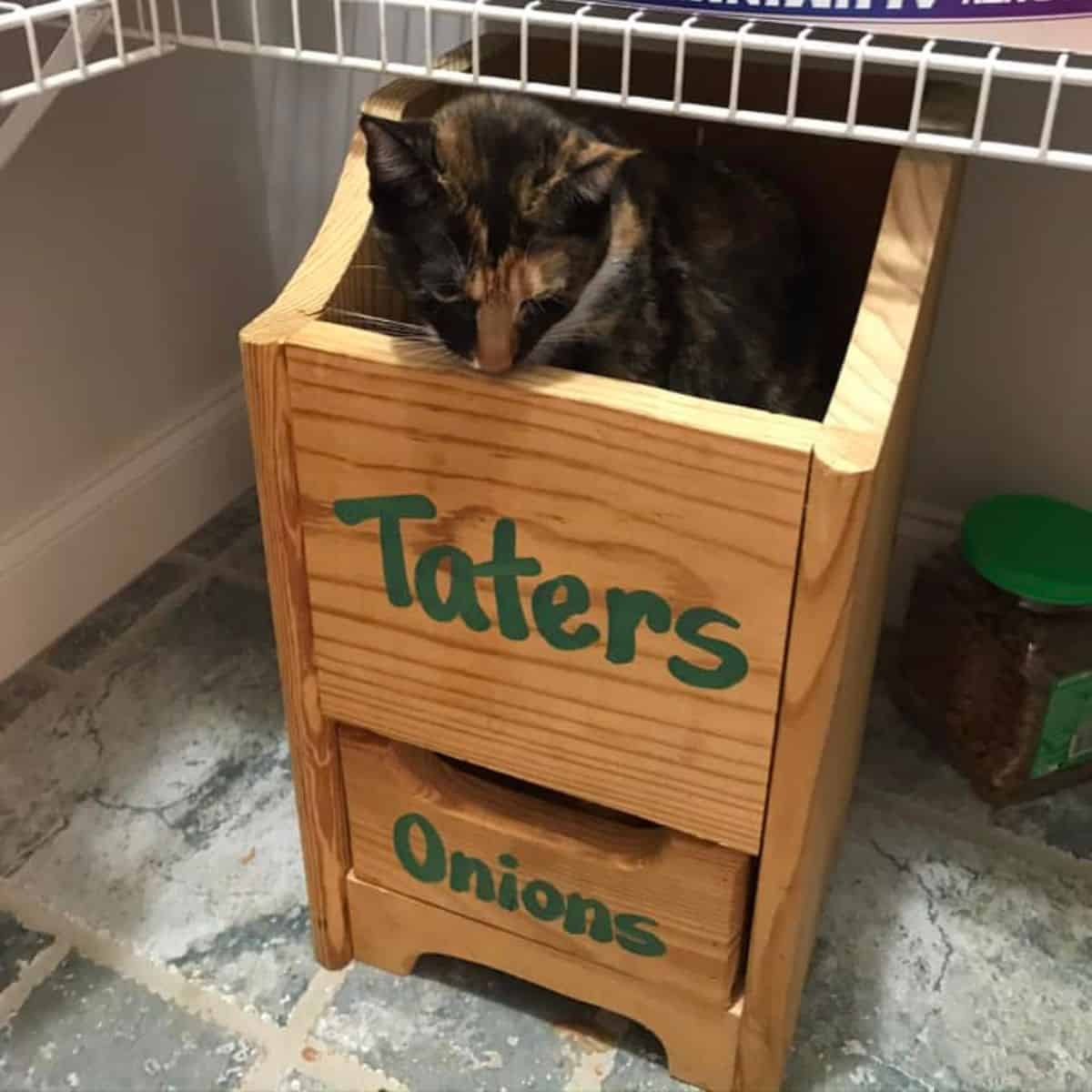 cat in a wooden box