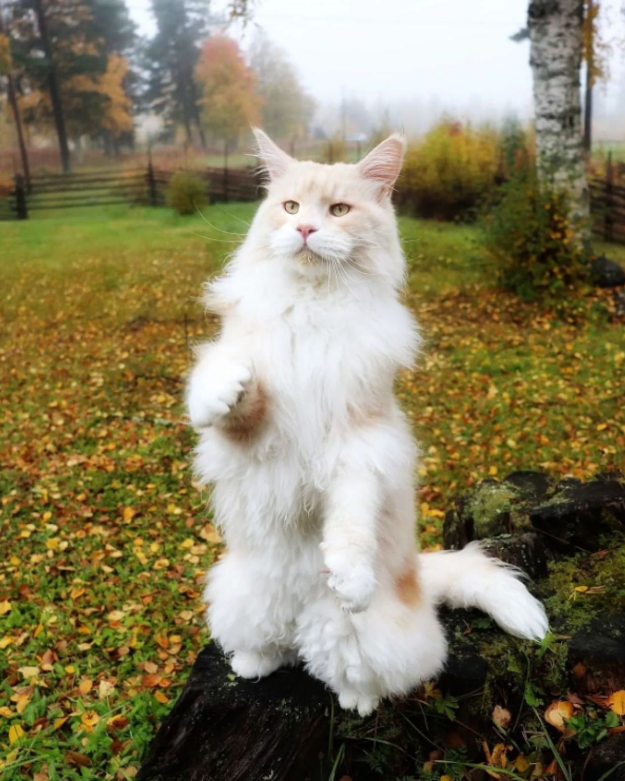 cat in autumn