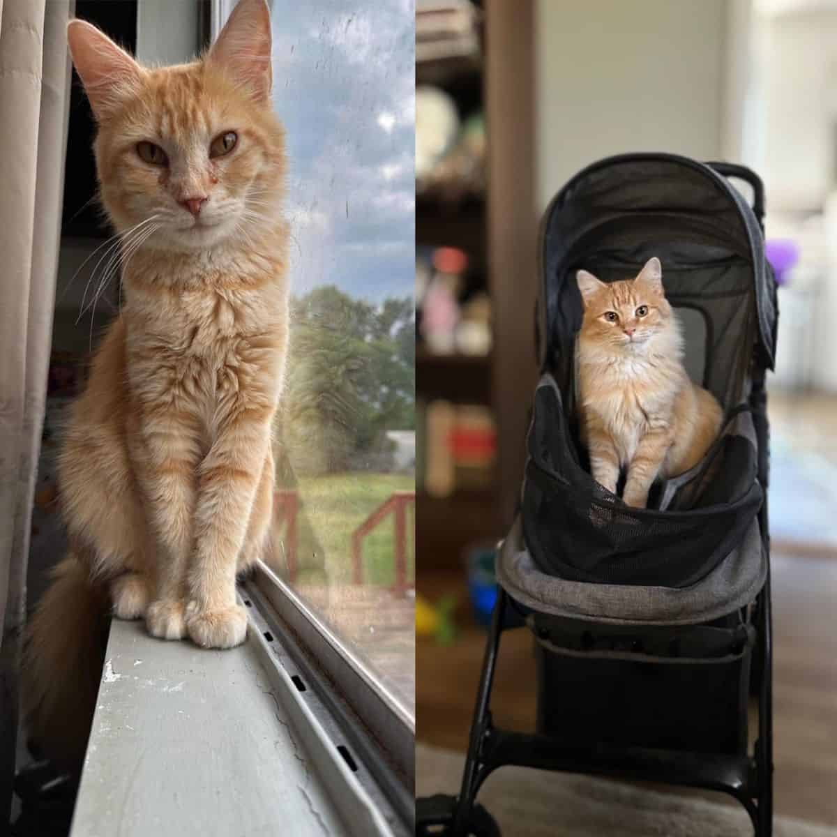 cat in baby chair