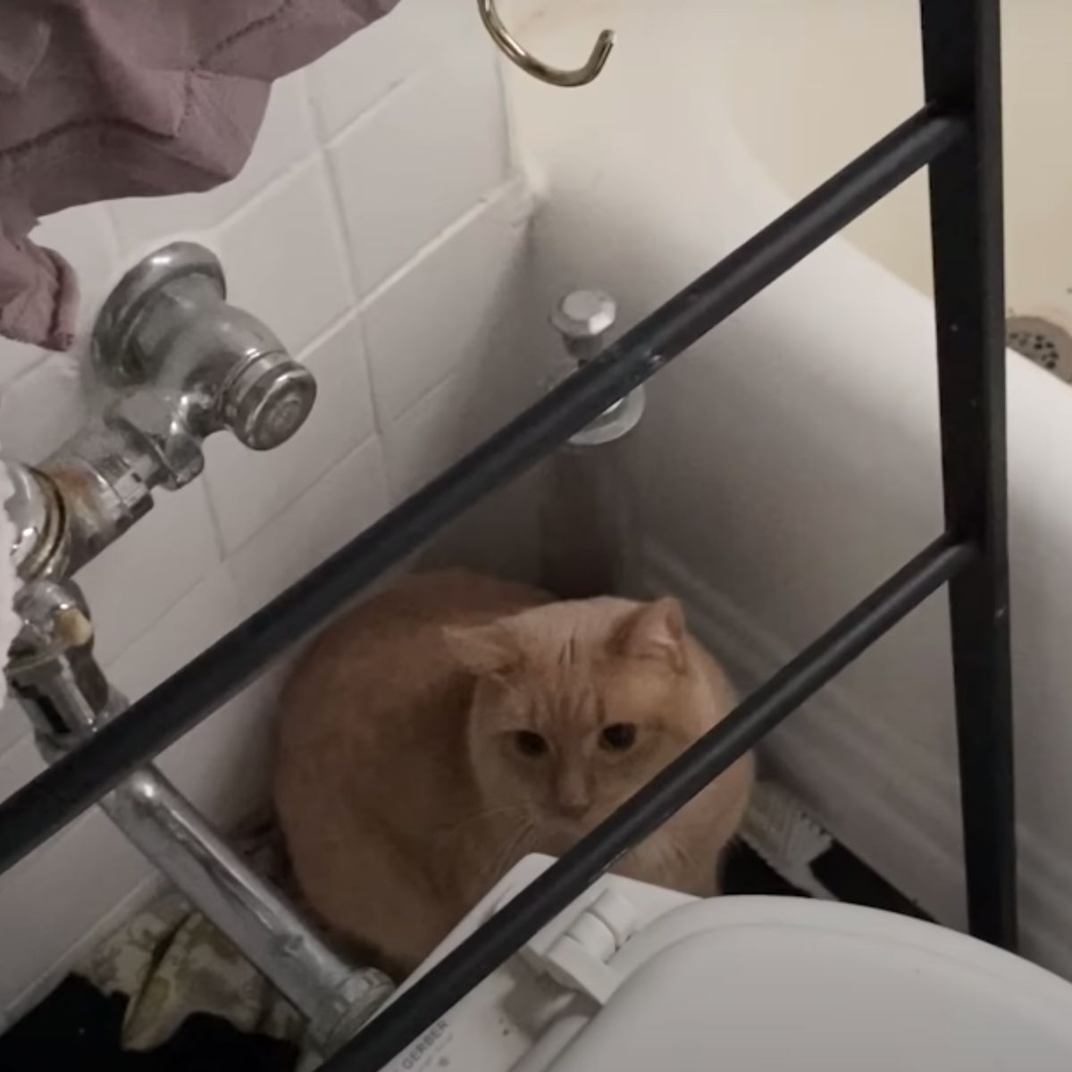 cat in bathroom