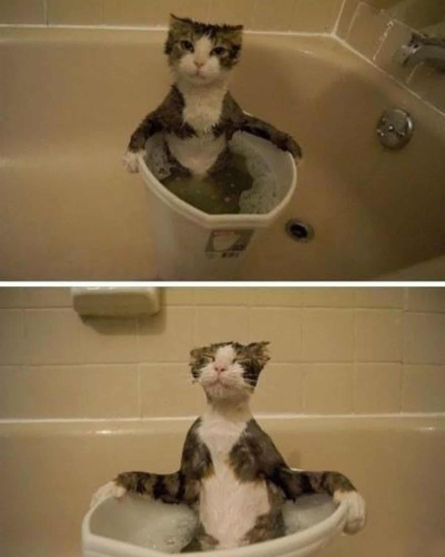 cat in bathtube