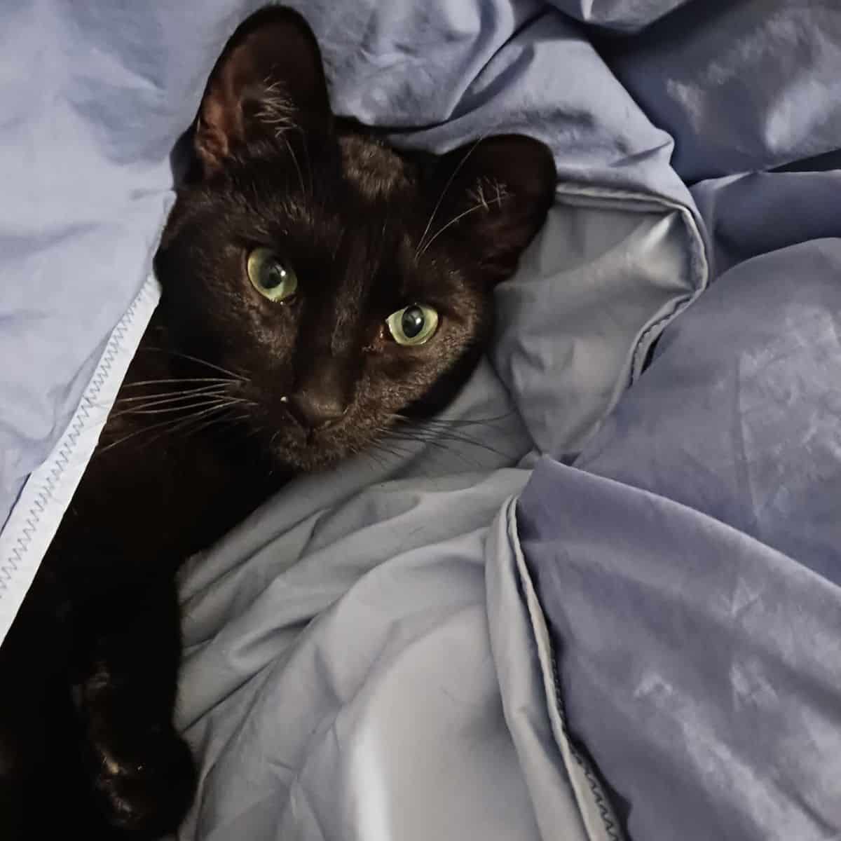 cat in bed sheets