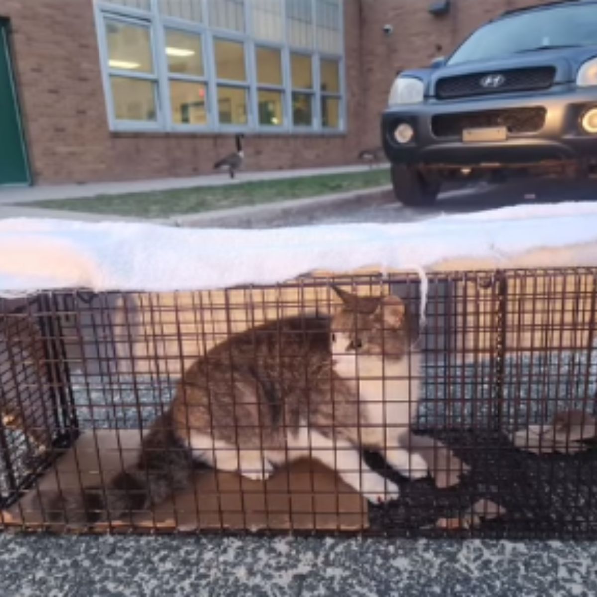 cat in cage