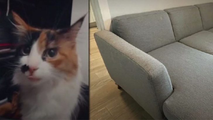 Man Sells His Couch Without Knowing His Cat Was Hiding Inside It