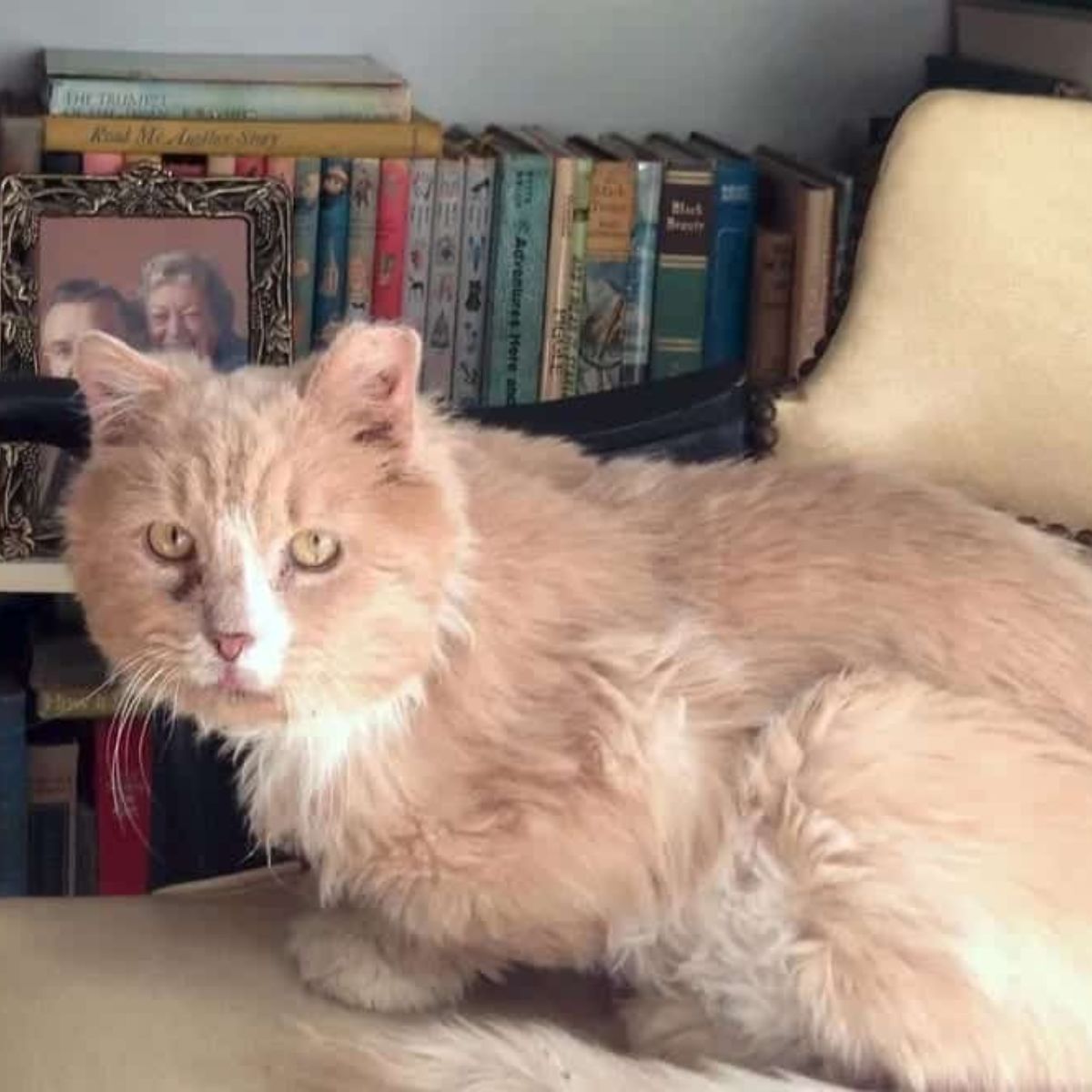 cat in fron of the book shelf