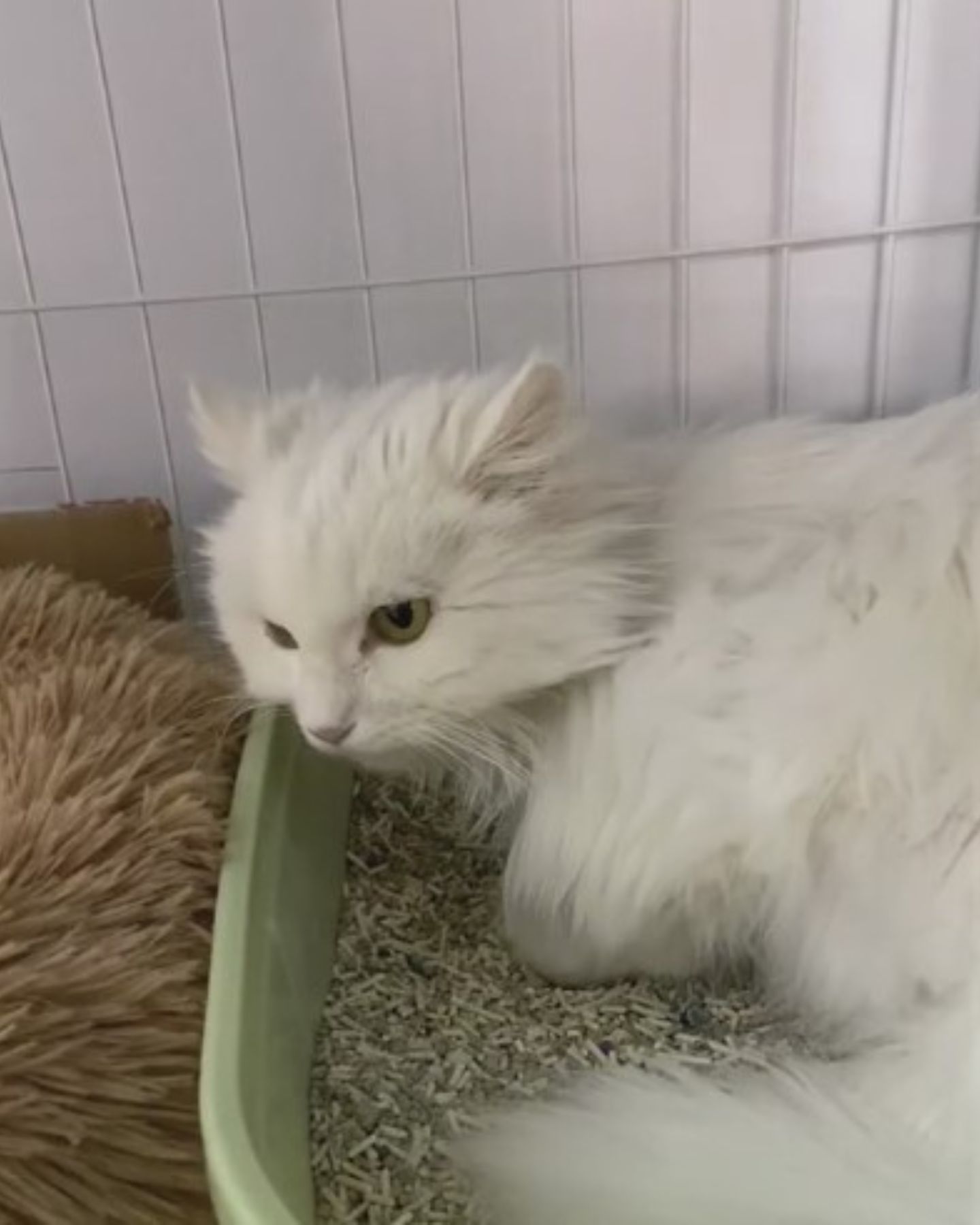 cat in litter box