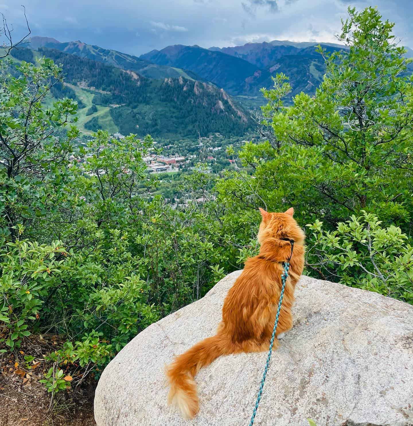 cat in nature