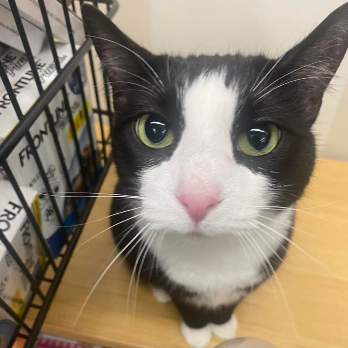 cat in shelter sitting