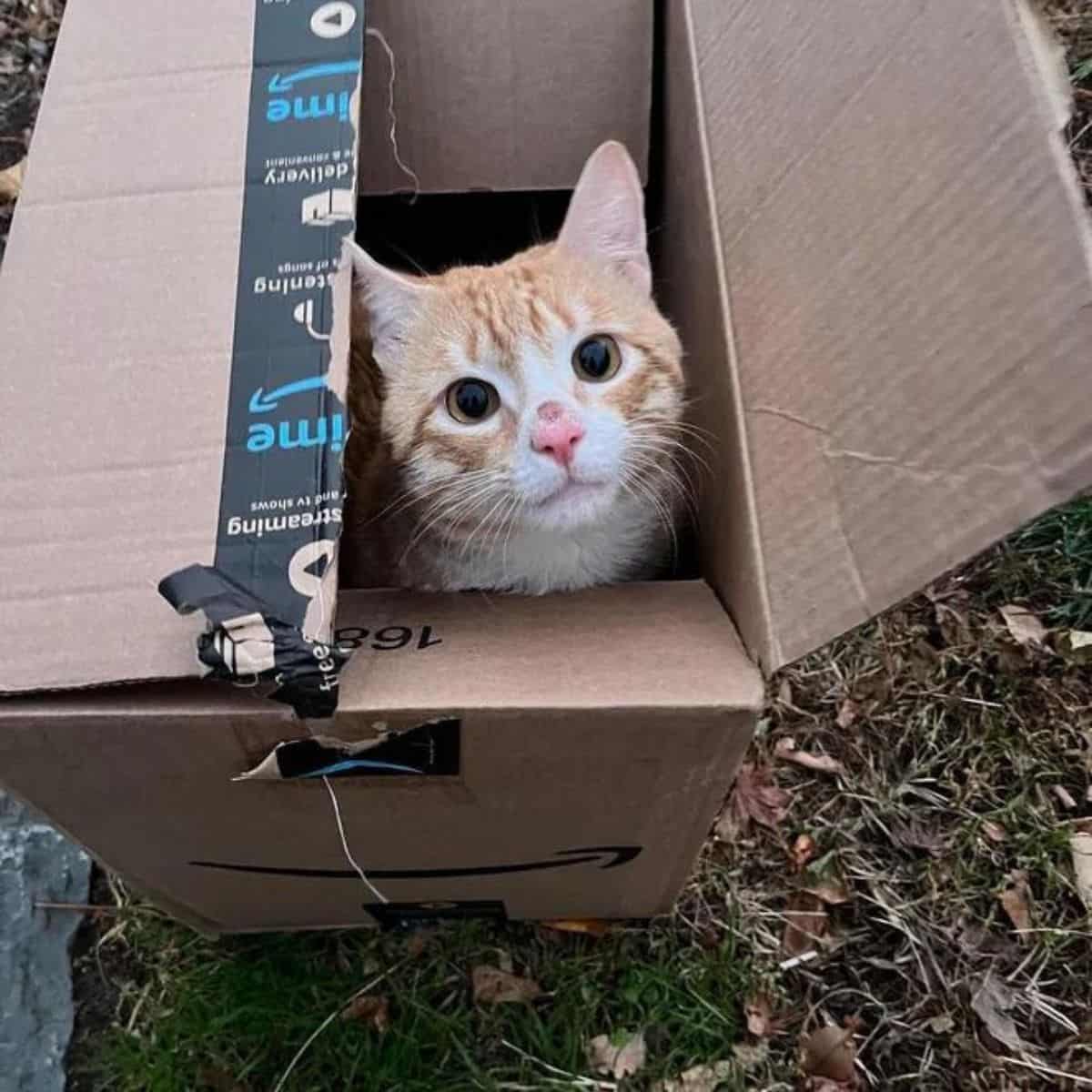 cat in the box