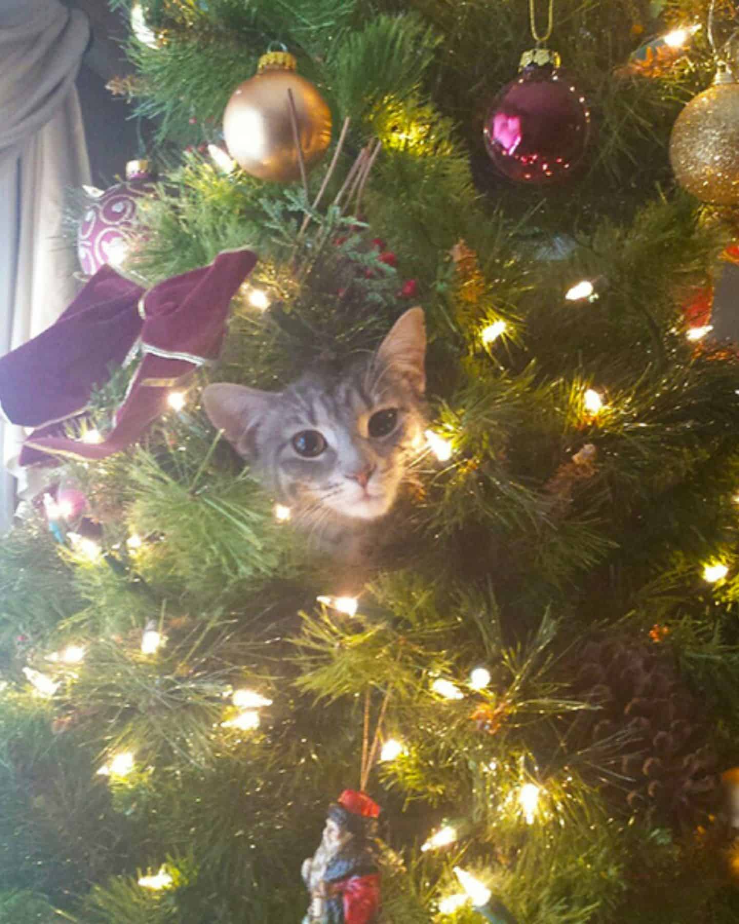 cat in the middle of a christmas tree