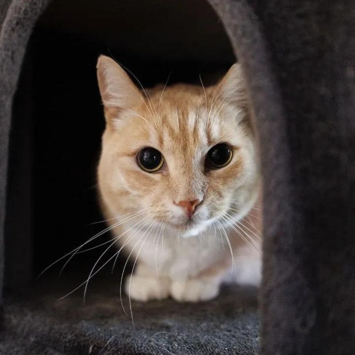 cat in the shelter