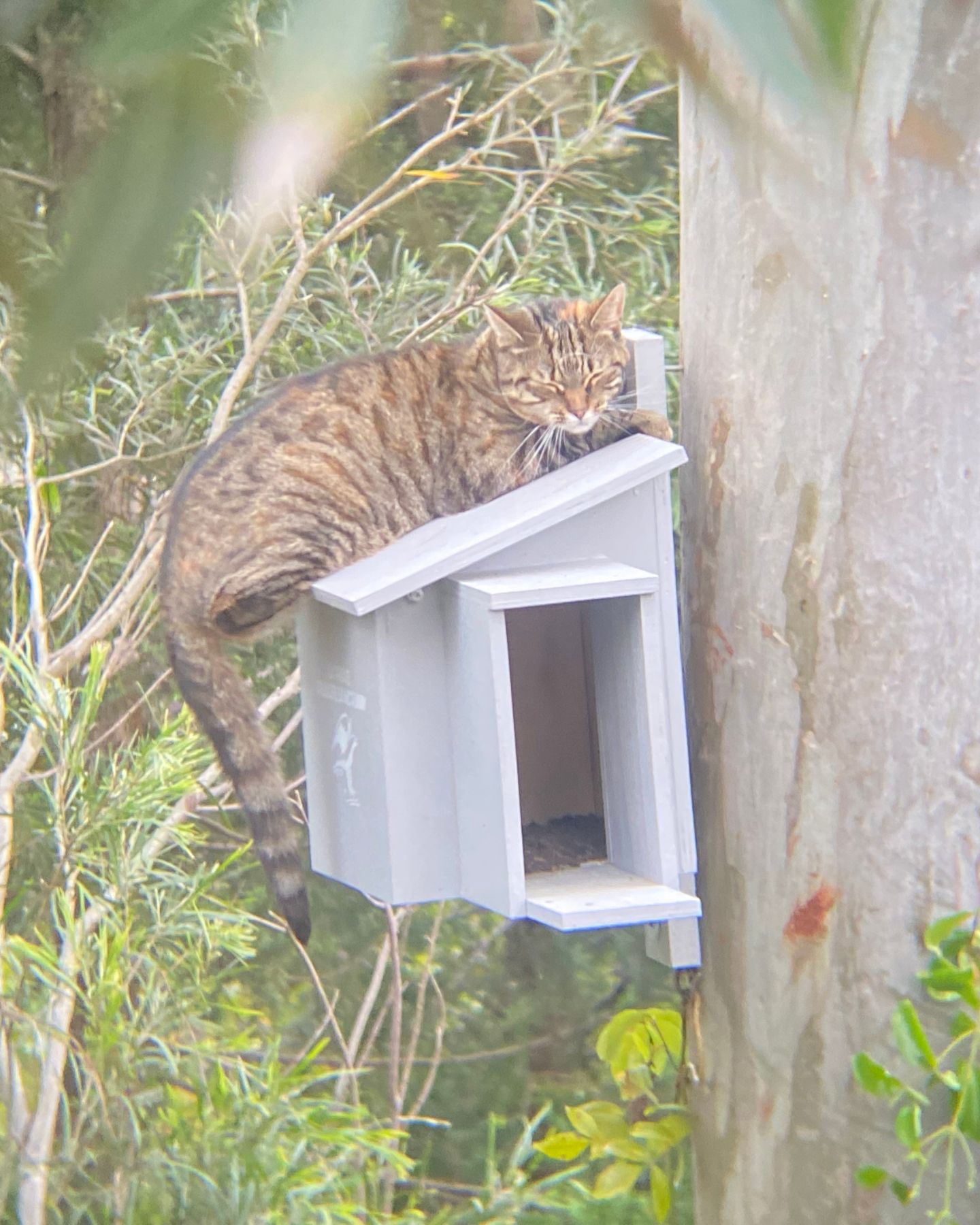 cat jumped on box for owls