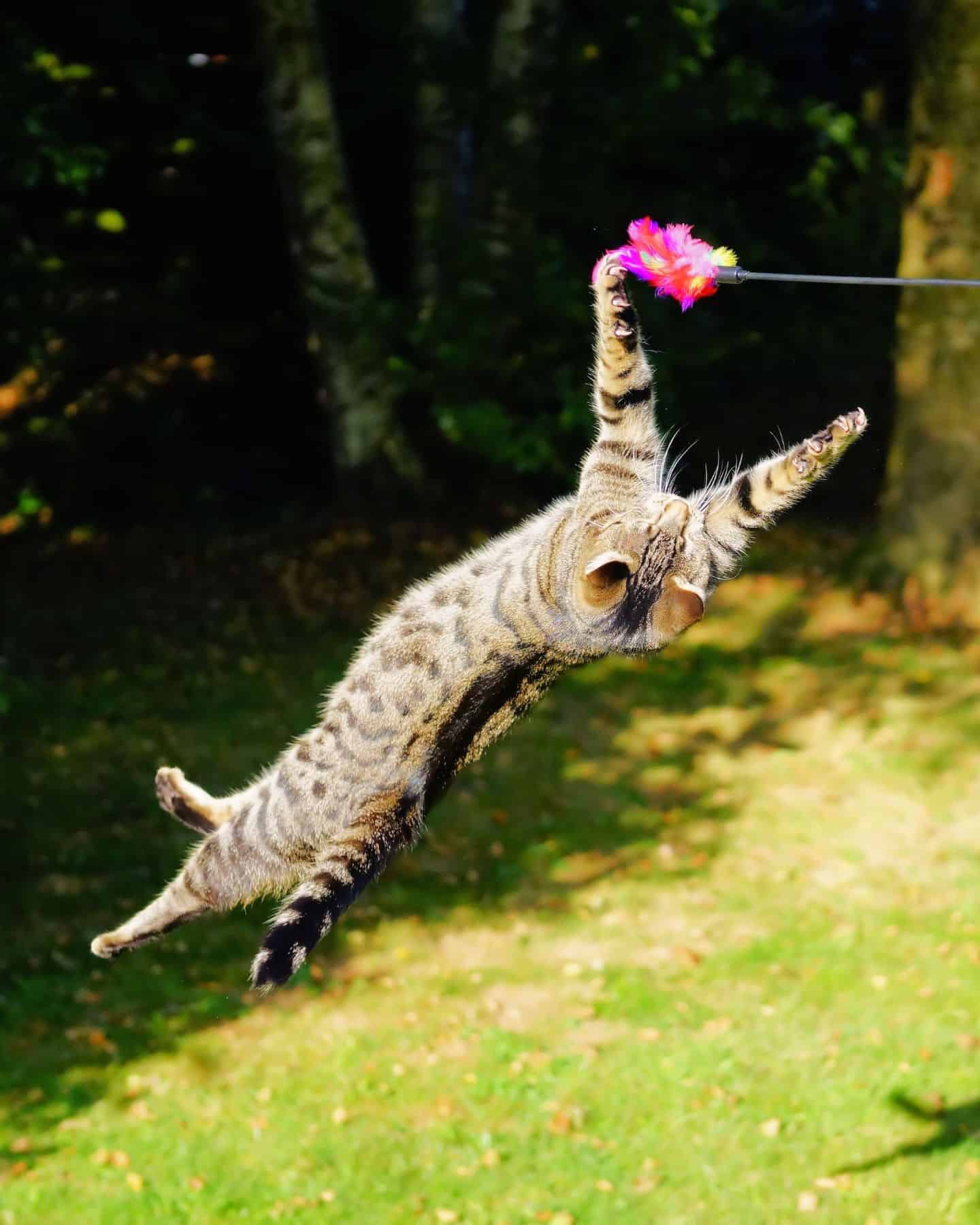 cat jumping