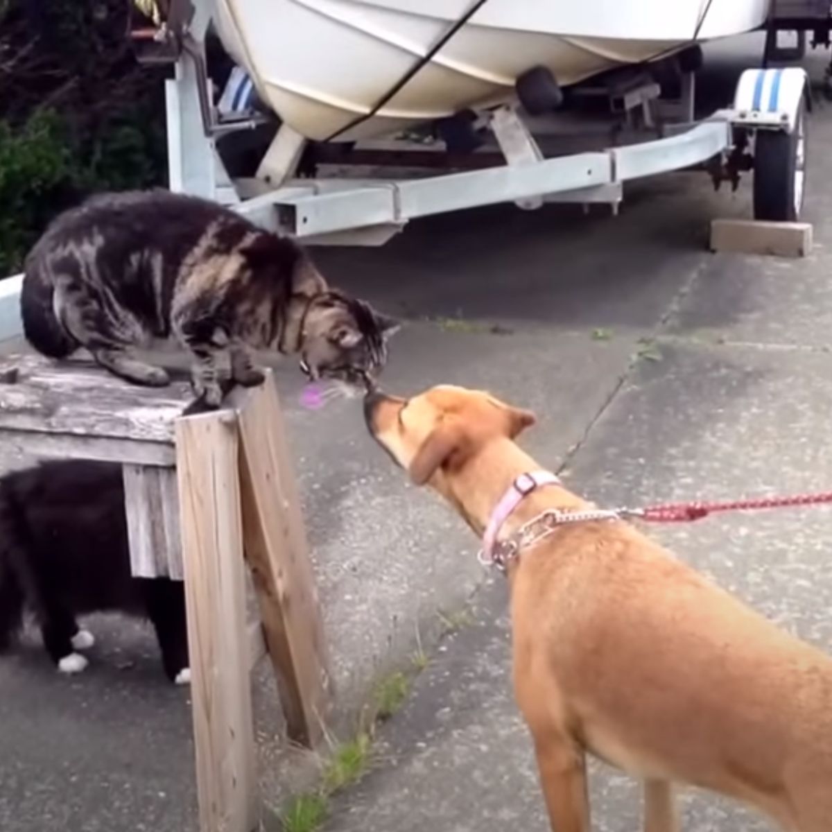 cat kissing a dog