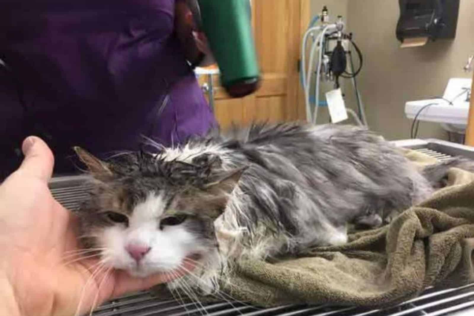 cat laying down and melting ice from itself