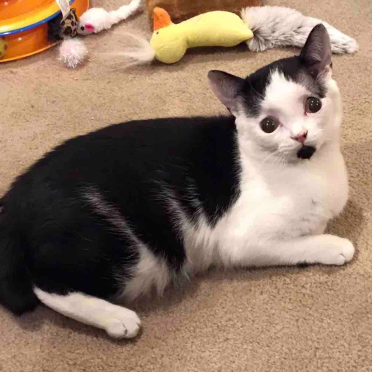 cat laying down on a rug