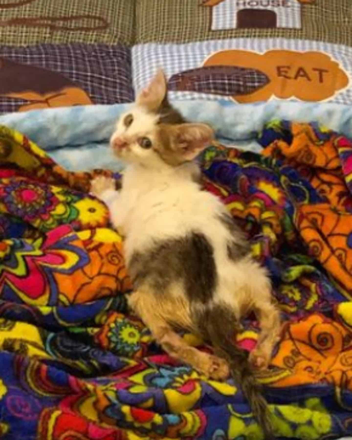 cat laying down on blanket