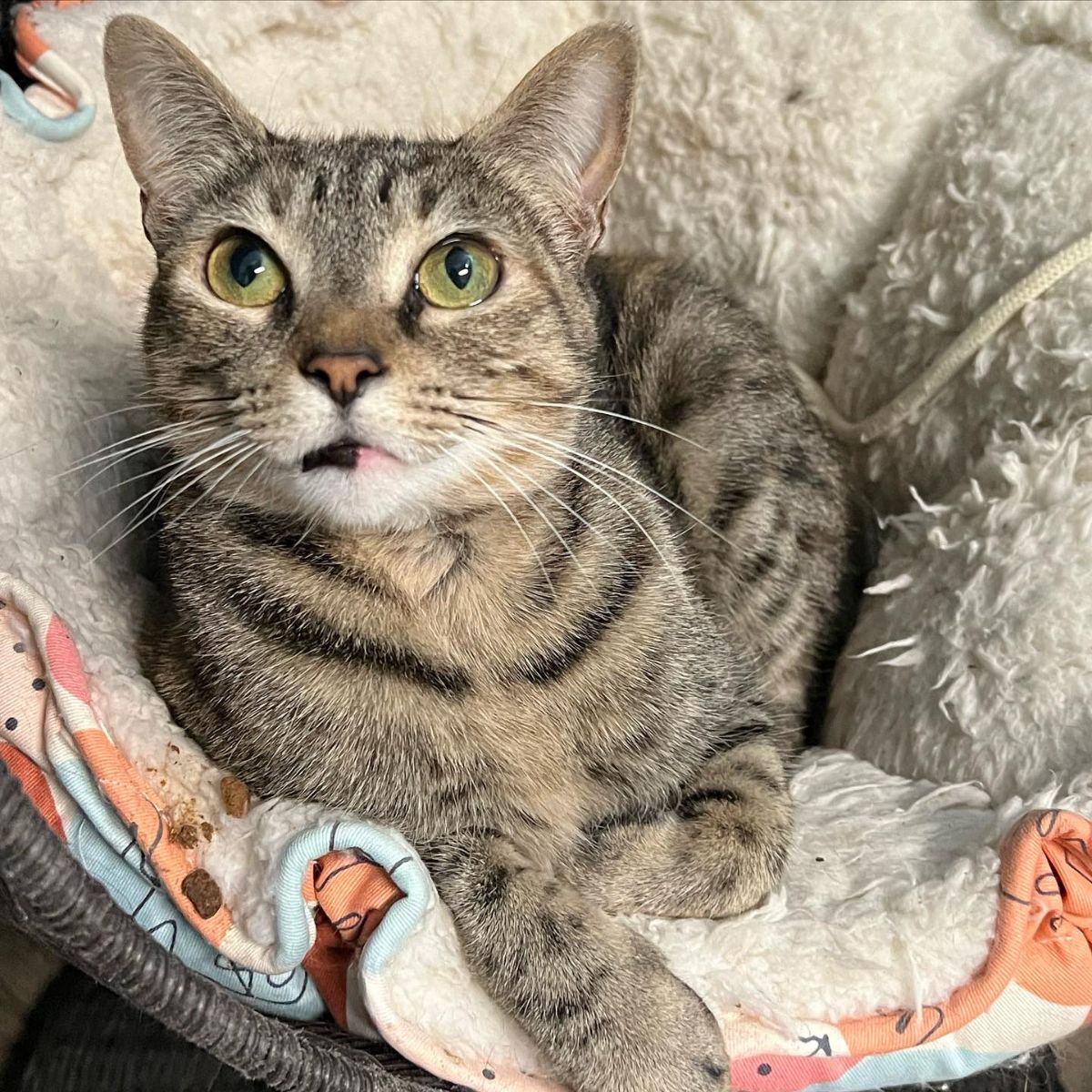 cat laying in a cat bed