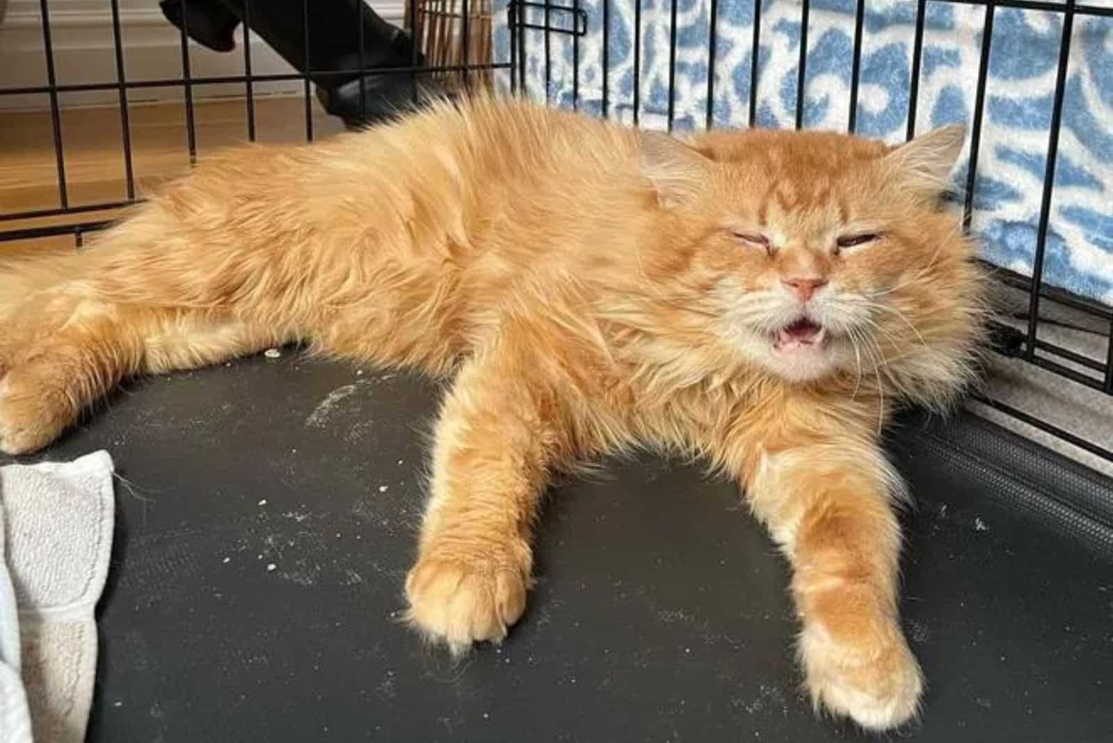 cat laying in a cat cage