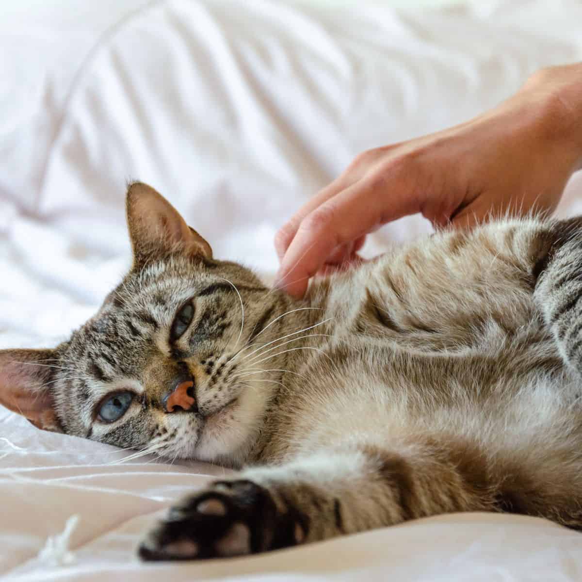 cat laying on bed