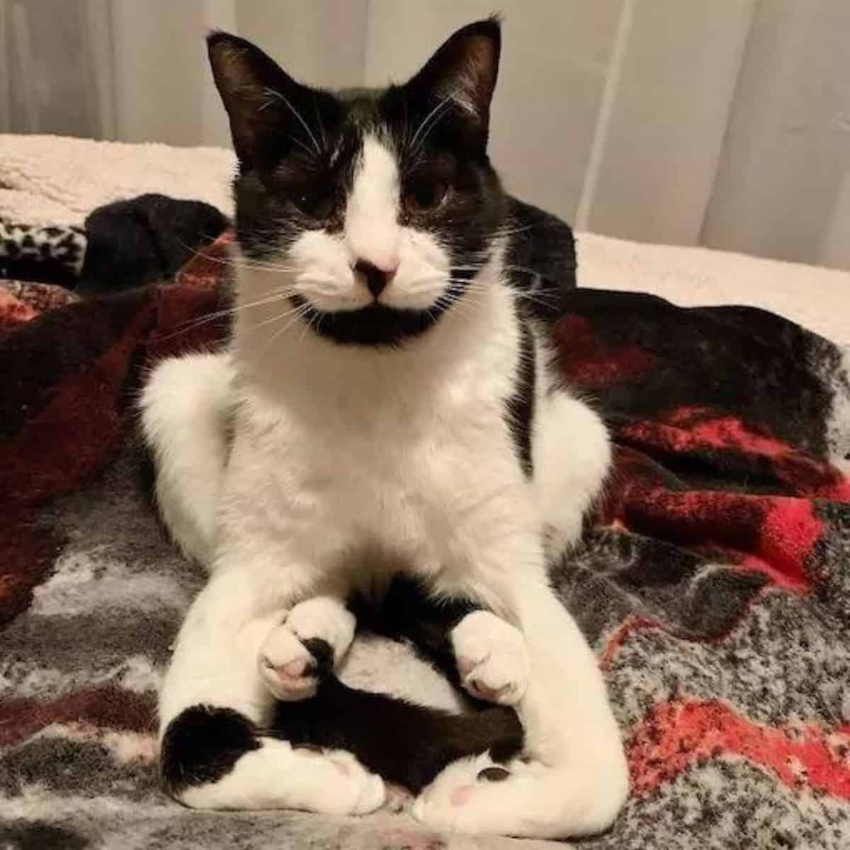 cat laying on the blanket