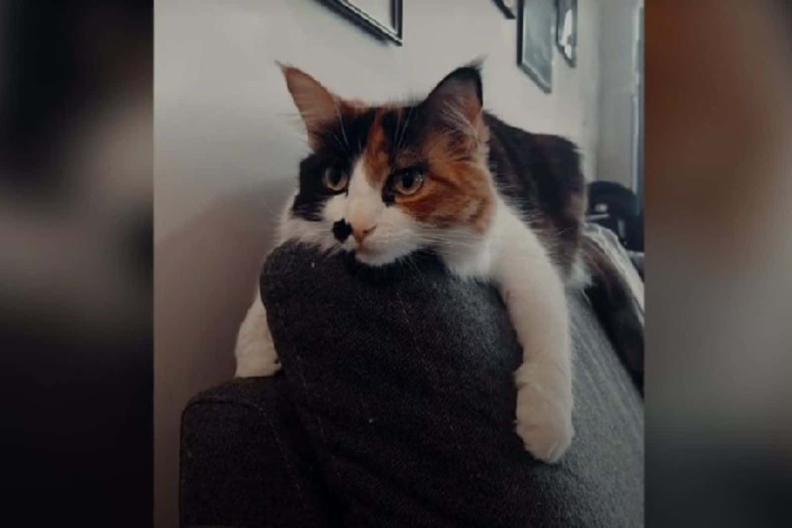 cat laying on the couch