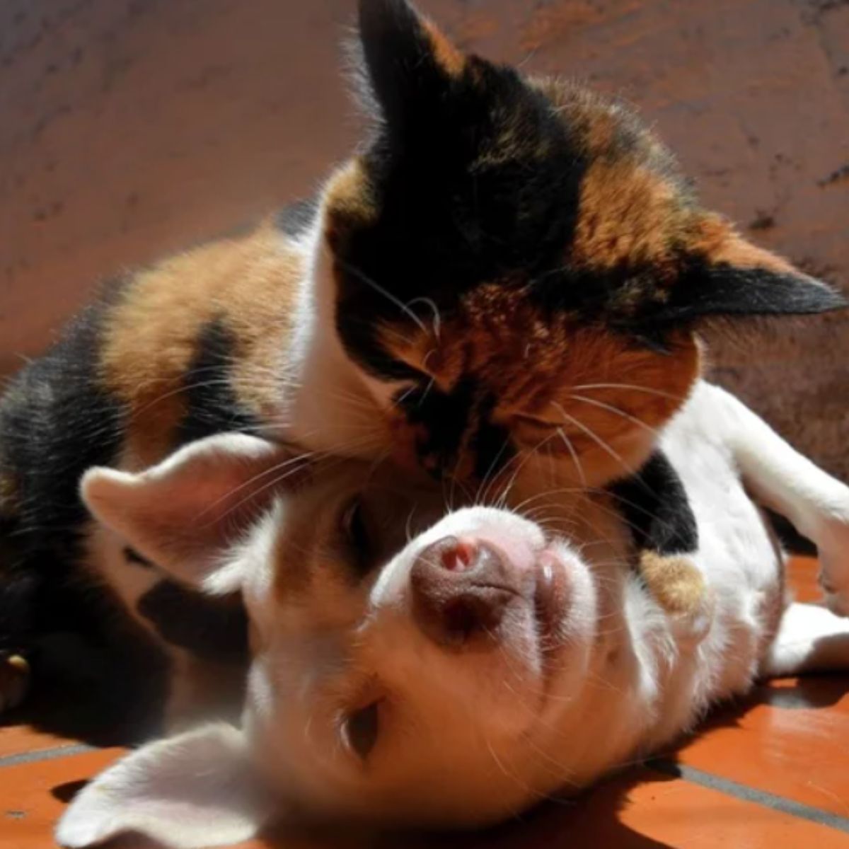 cat laying on the dog