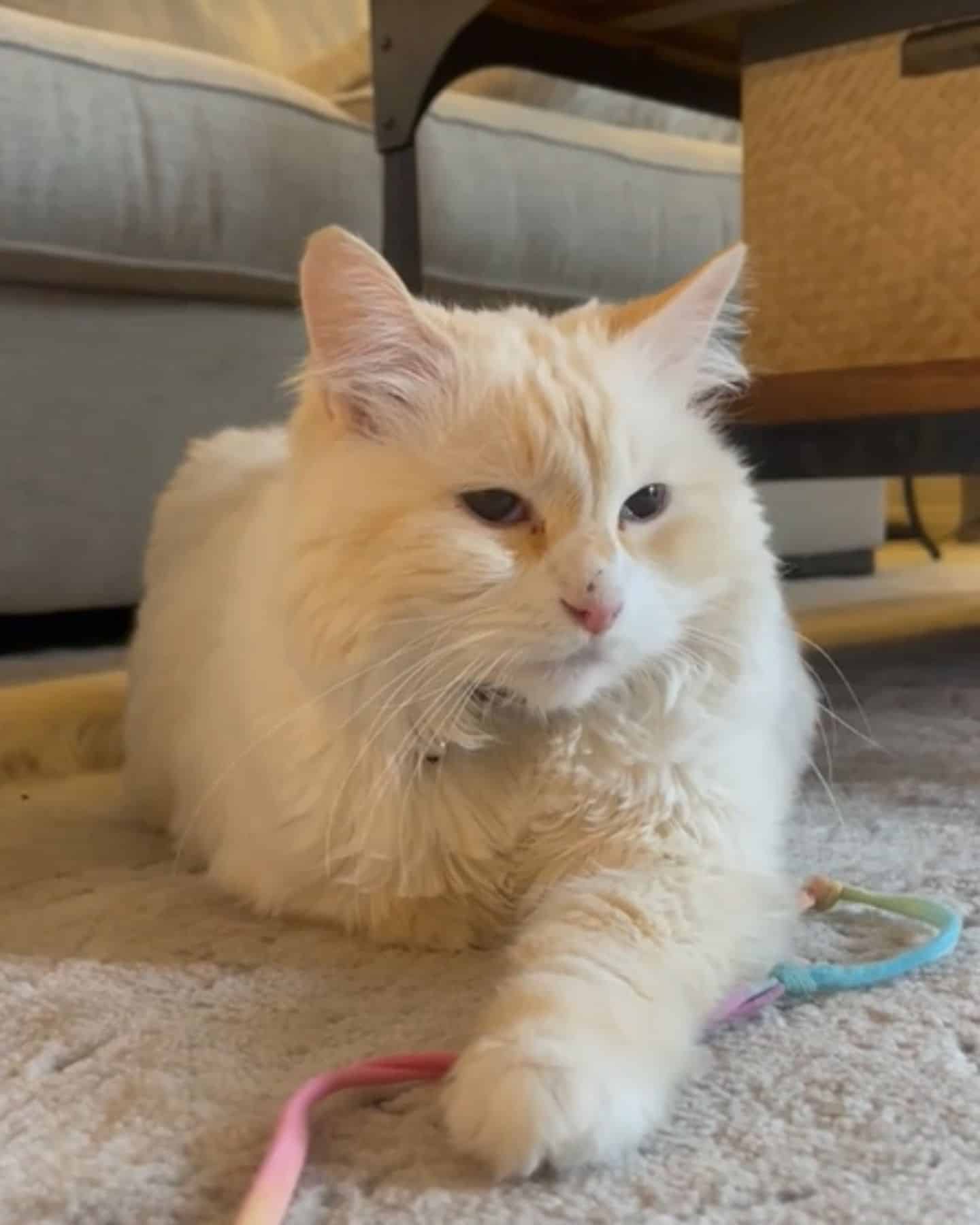 cat laying on the floor of the house