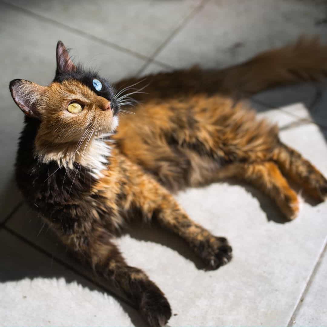 cat laying on the floor