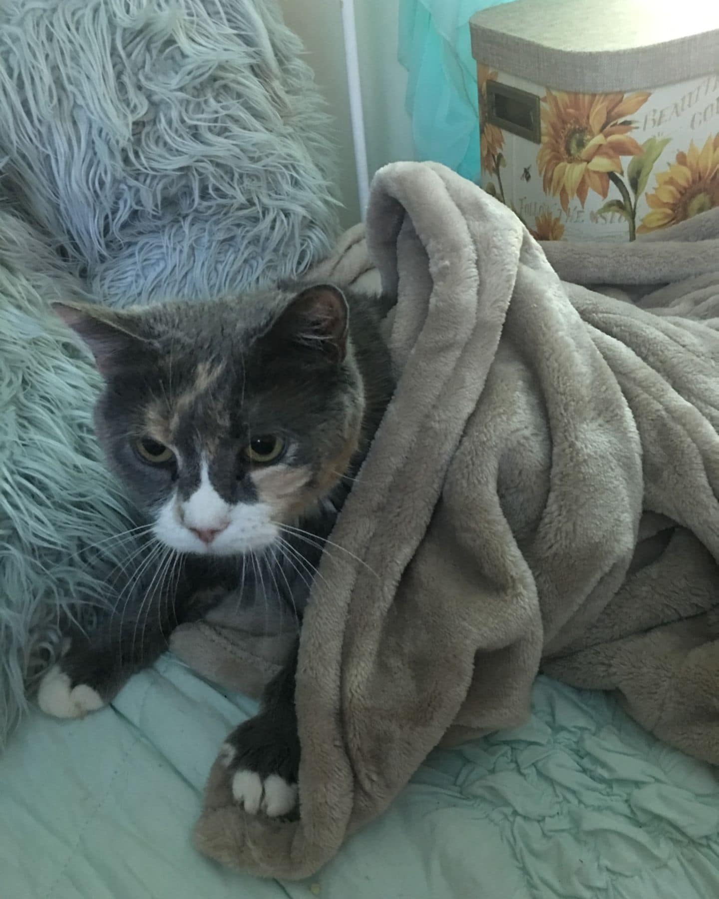 cat laying with blanket