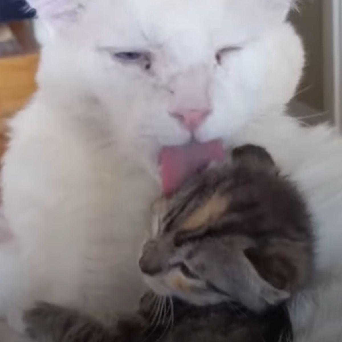 cat licking a kitten