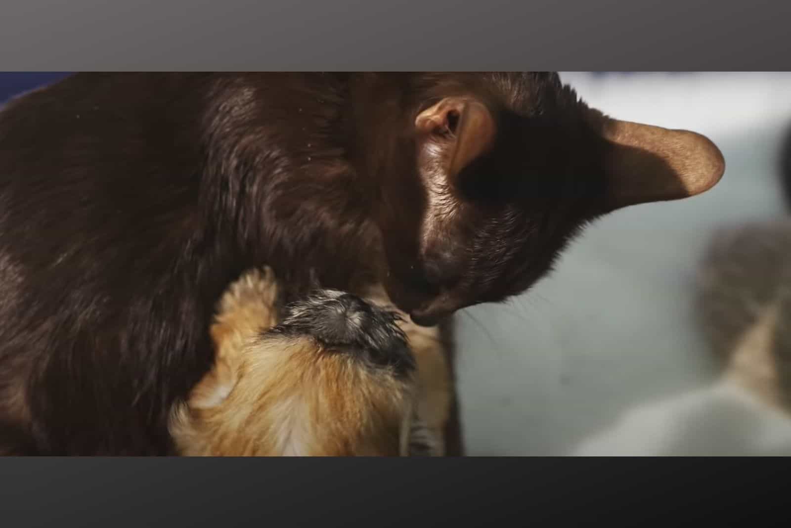 cat licking puppy