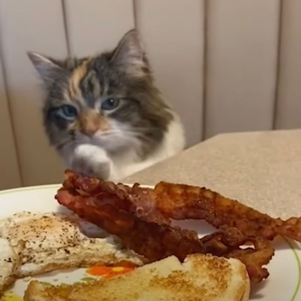 cat looking at food