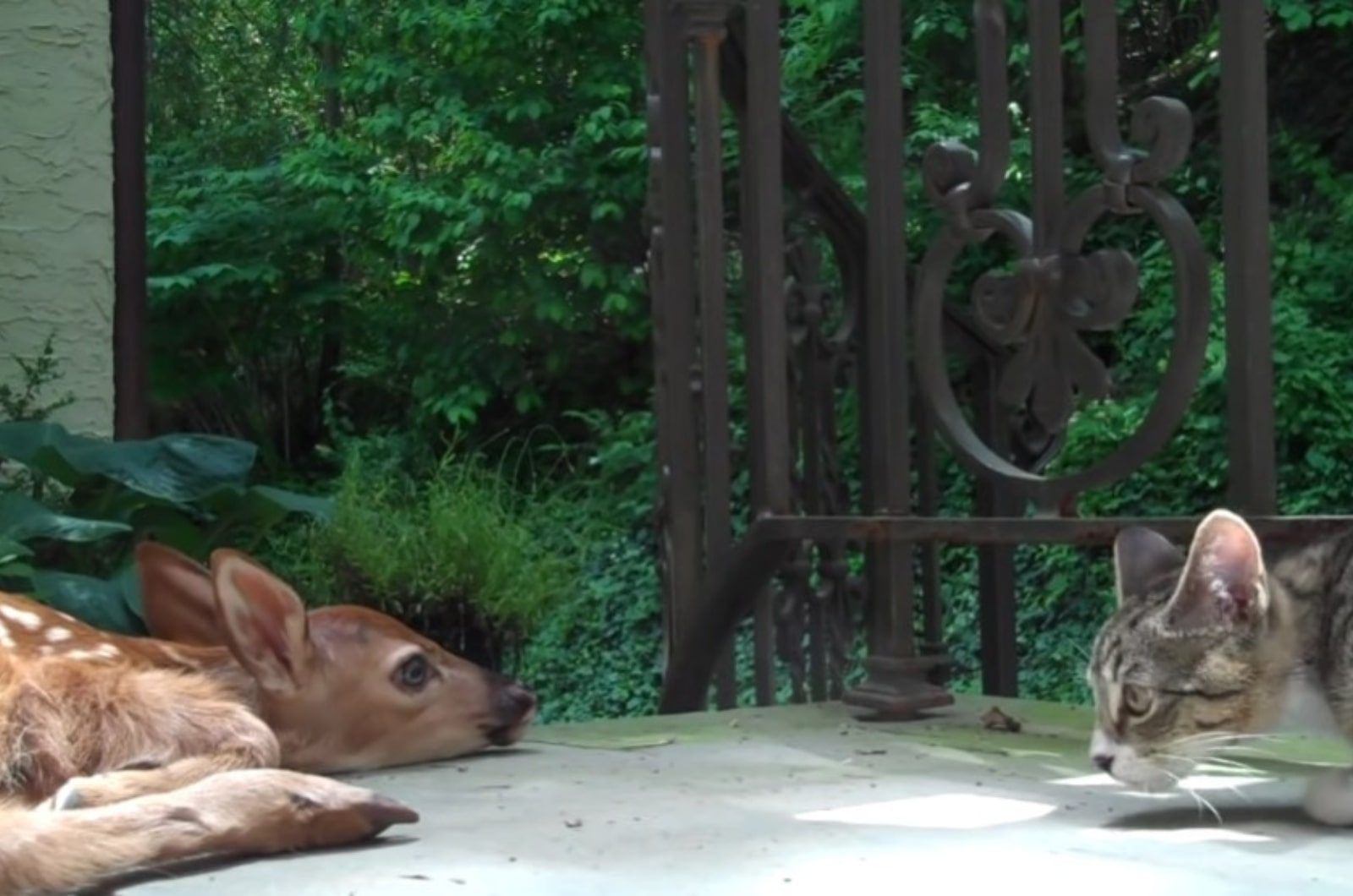 cat looking at baby deer