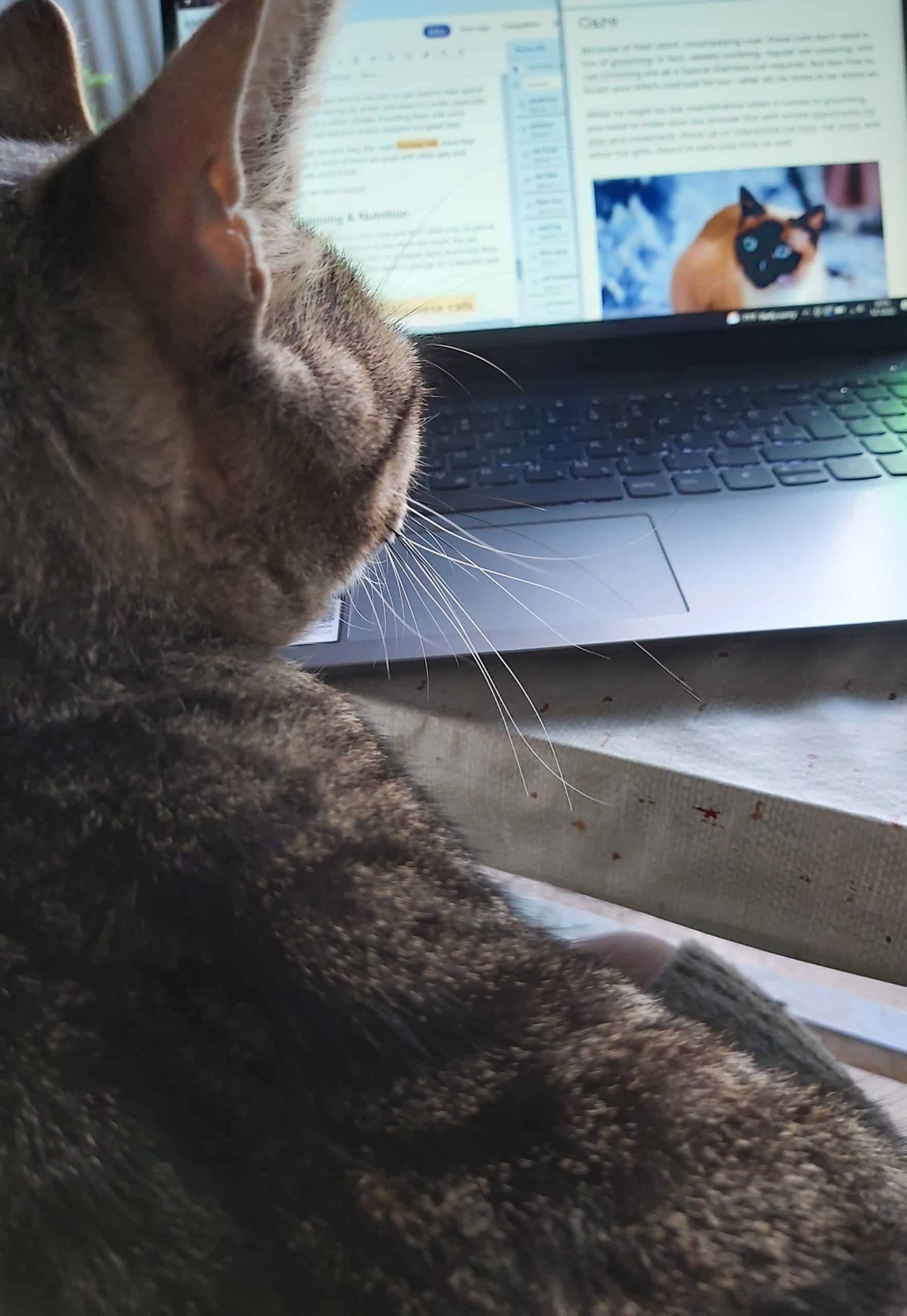 cat looking at laptop